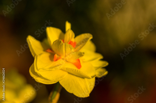 Amazing yellow huge bright daffodils in sunlight