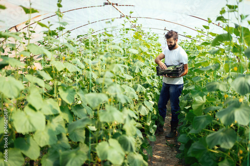 Male farmer picking fresh cucumbers from his hothouse garden