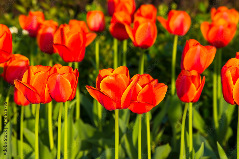 colorful tulips in early spring in the garden