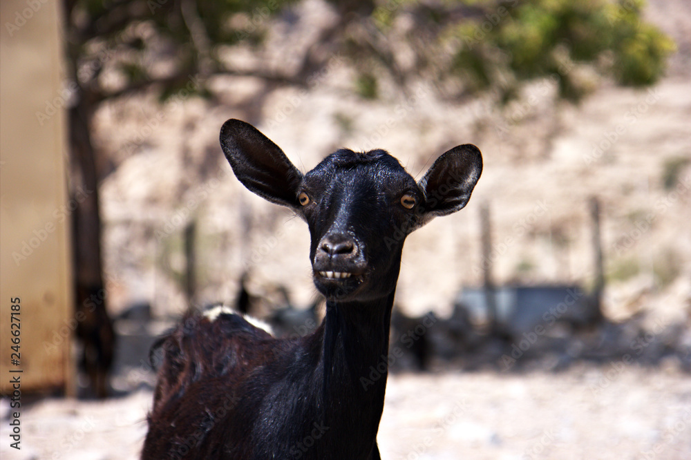 Black goat with funny ears