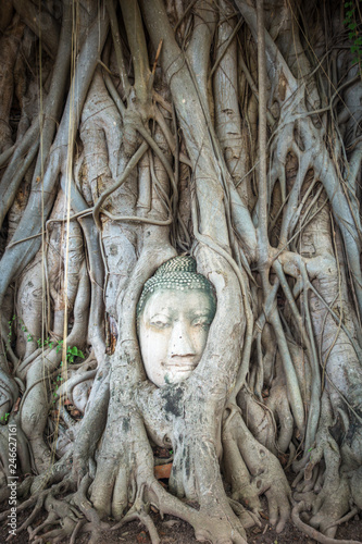 Buddha Head in Tree Roots, Wat Mahathat, Ayutthaya, Thailand © daboost