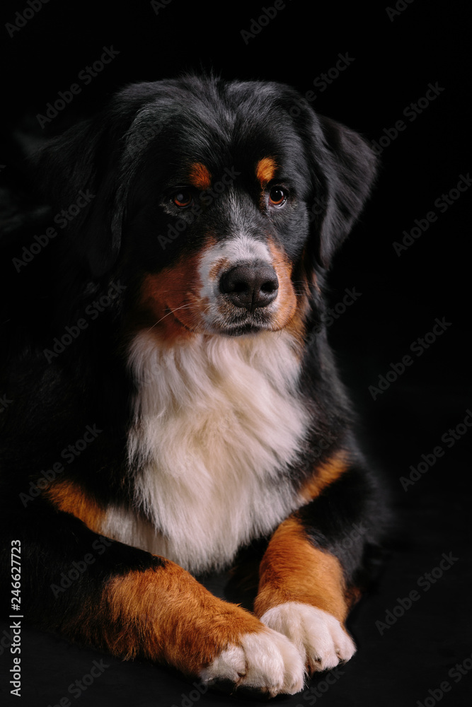 Bernese Mountain Dog against the black background