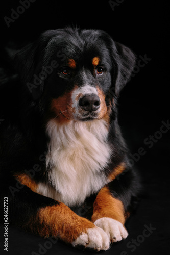 Fototapeta Naklejka Na Ścianę i Meble -  Bernese Mountain Dog against the black background