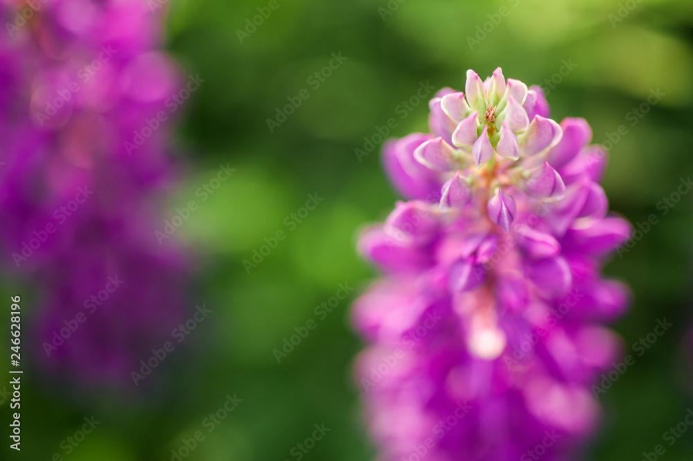 beautiful blue and violet lupines in rural field at sunrise (sunset). natural floral background