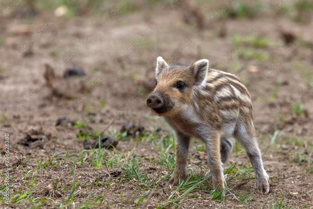 wilde boar pig