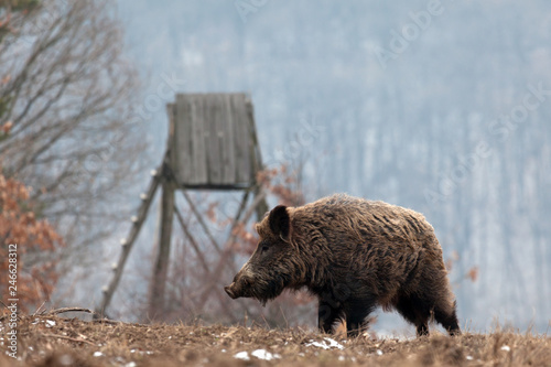 wild boar in the forest photo