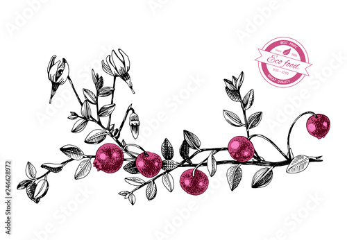 Hand drawn cranberry plant