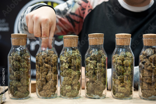 Several varieties of Cannabis Sativa, in glass tubes.