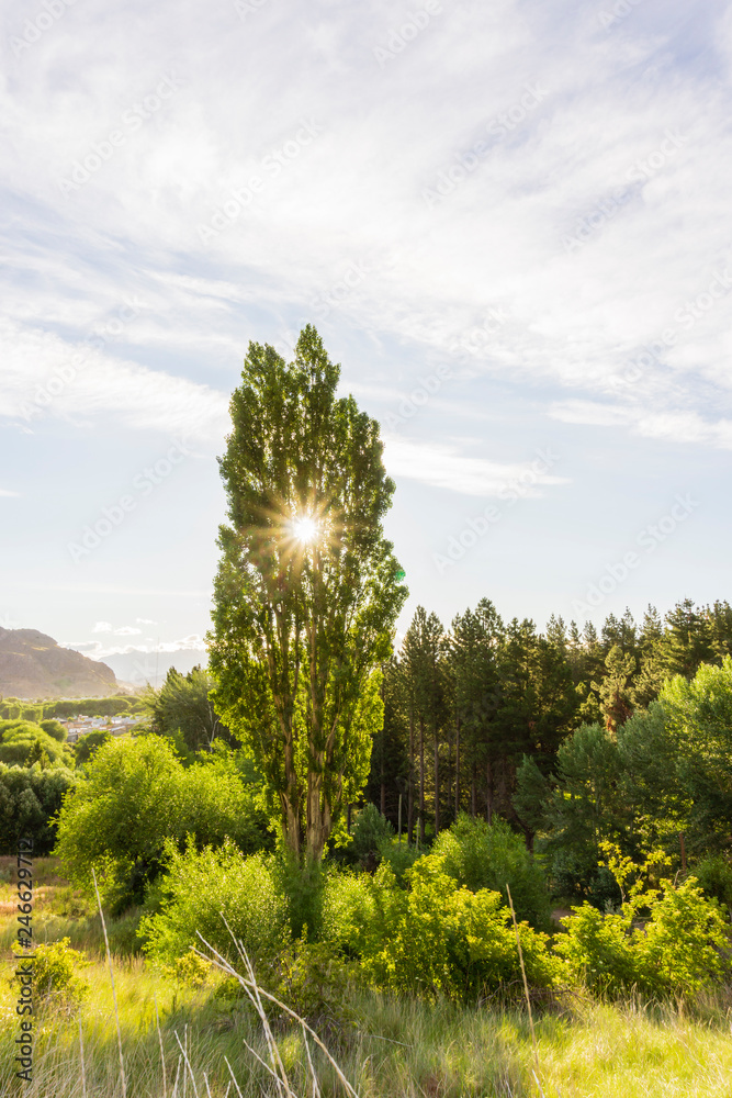 landscape with trees and blue sky landscape with trees and blue sky