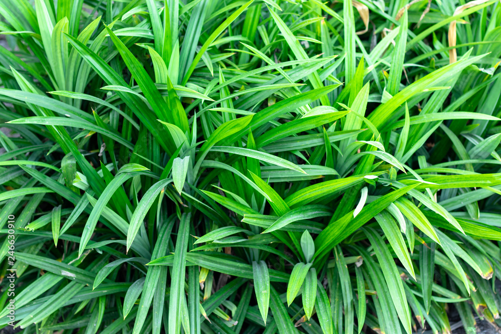 Pandanus In the garden pandanus are herb characteristic fragrant aroma of pandan is caused by the aroma compound 2-acetyl-1-pyrroline. Pandanus In the garden pandanus are herb characteristic fragrant aroma of pandan is caused by the aroma compound 2-acetyl-1-pyrroline.