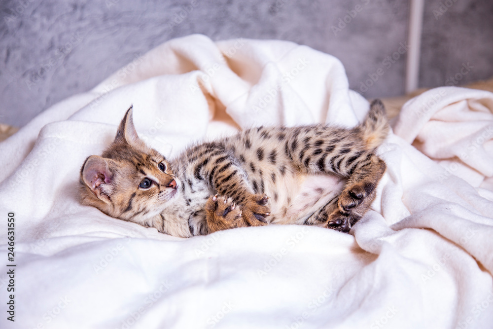 the kitten is the F1 Savannah Hybrid Serval and Savannah.
