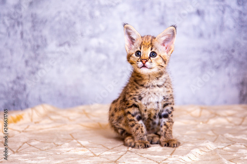 the kitten is the F1 Savannah Hybrid Serval and Savannah.