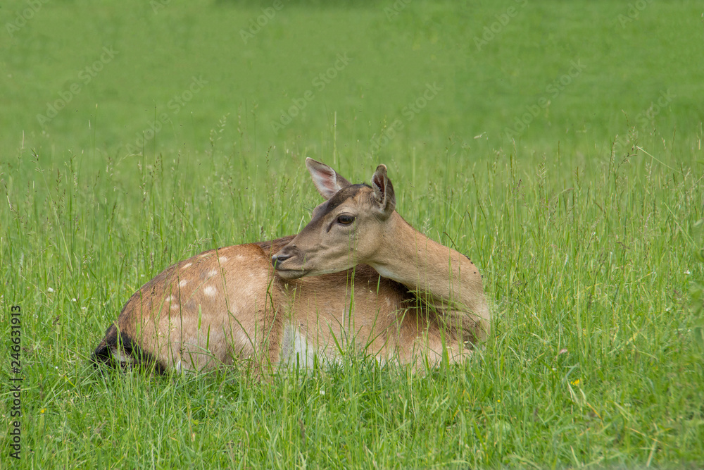 Fototapeta premium Damhirsch im Gras