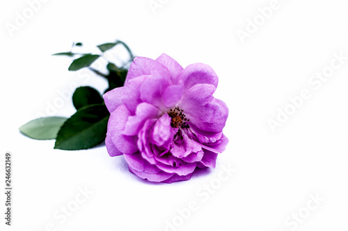 Close up shot of Indian rose flower isolated on white also known as gulab or rosa.