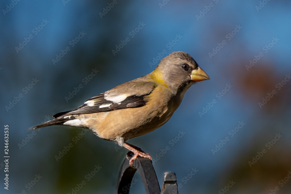 Obraz premium evening grosbeak 01