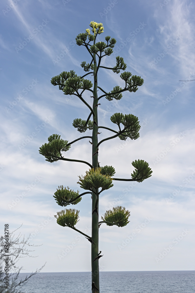 fiore di agave gigante Stock Photo