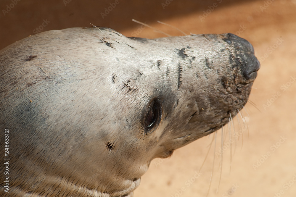 Foca
