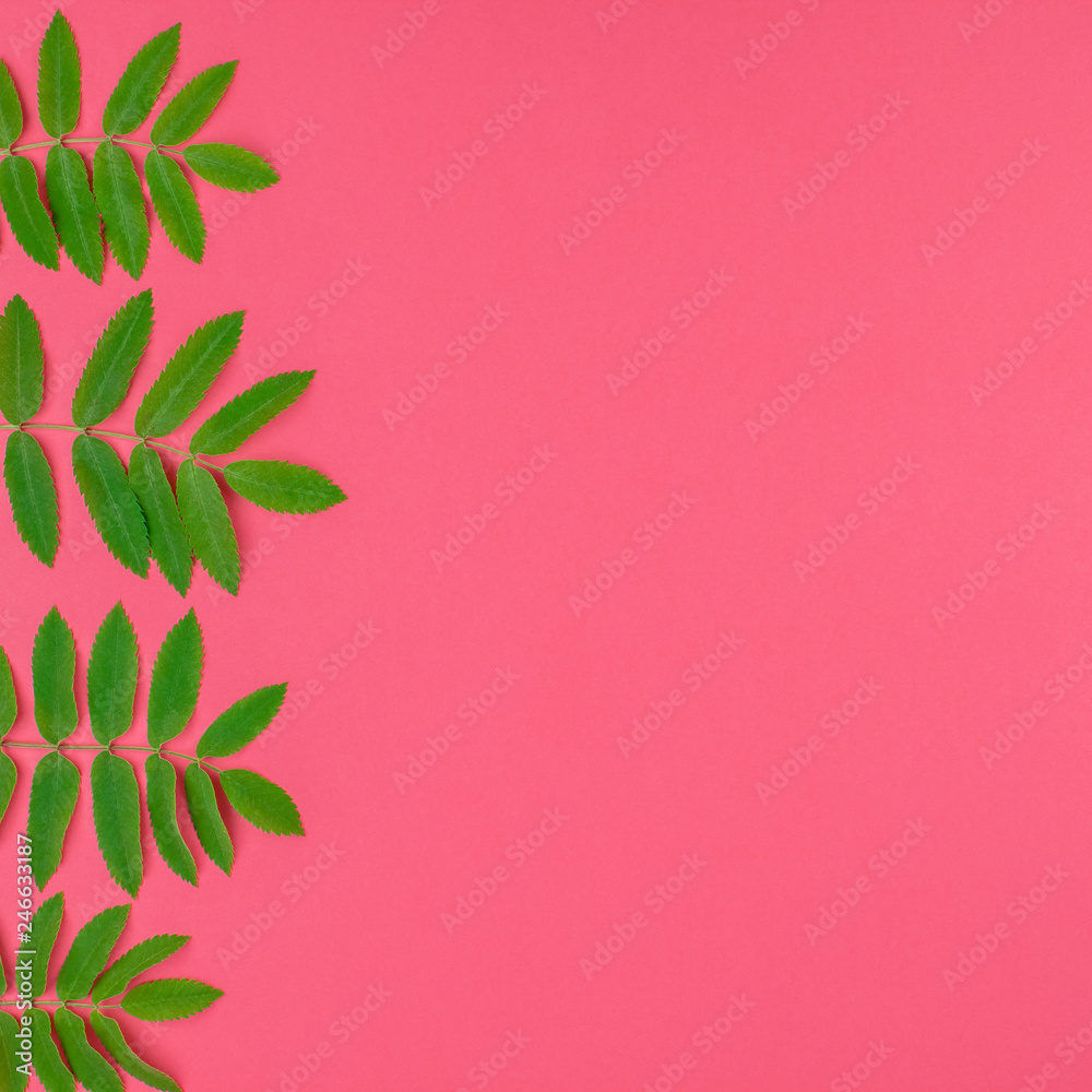 Green rowan tree leaves on bright pink background Green rowan tree leaves on bright pink background
