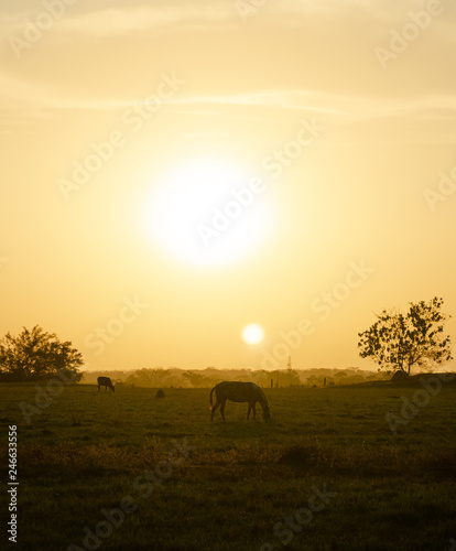 Fototapeta Naklejka Na Ścianę i Meble -  Countryside sunset