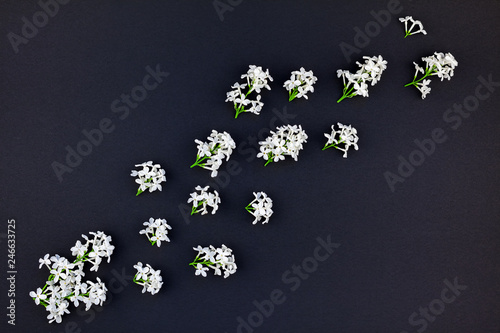 Black background with white lilac flowers