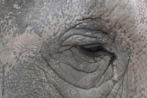 Occhio di elefante