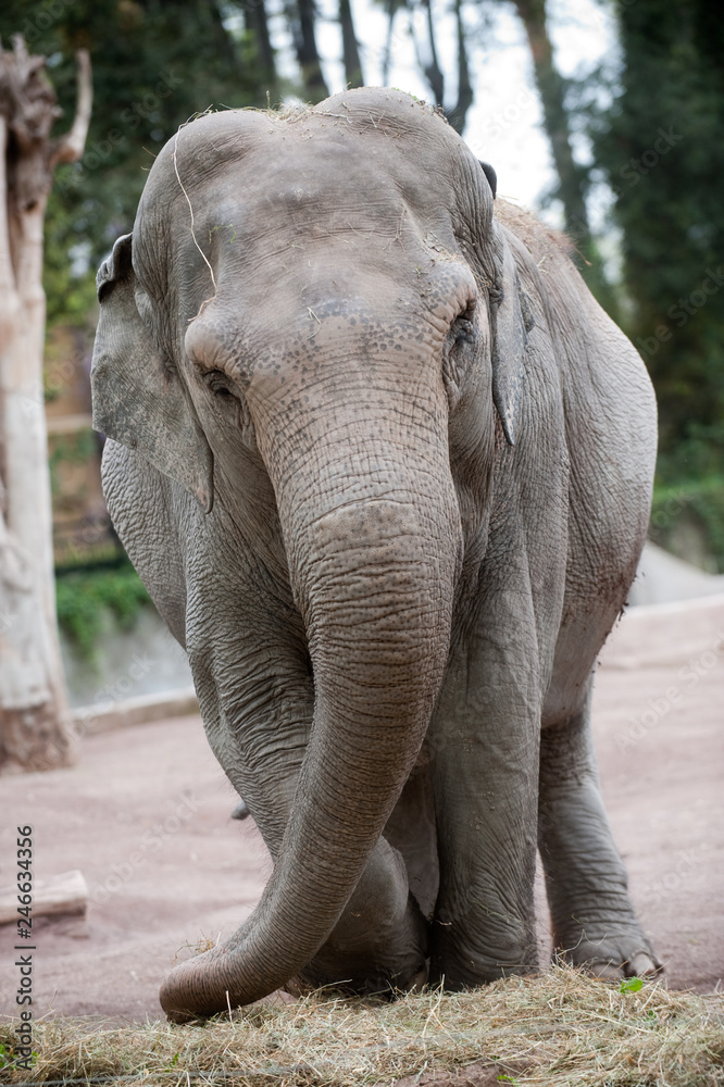 Naklejka premium Elefante