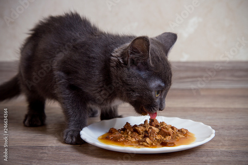 little gray kitten eating wet food on a white plate floor