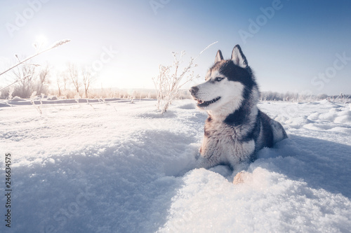 Siberian husky lies on the snow