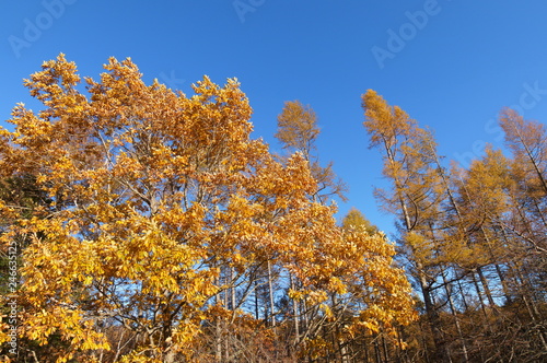紅葉 欅 黄色 快晴 青空 木々