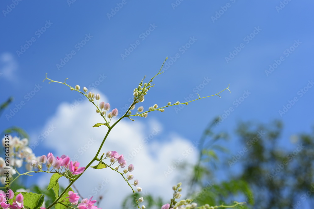 Flower and Bee.flowers and green background With the blue sky Flower and Bee.flowers and green background With the blue sky