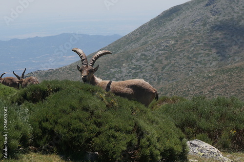 cabra montesa en la montaña photo