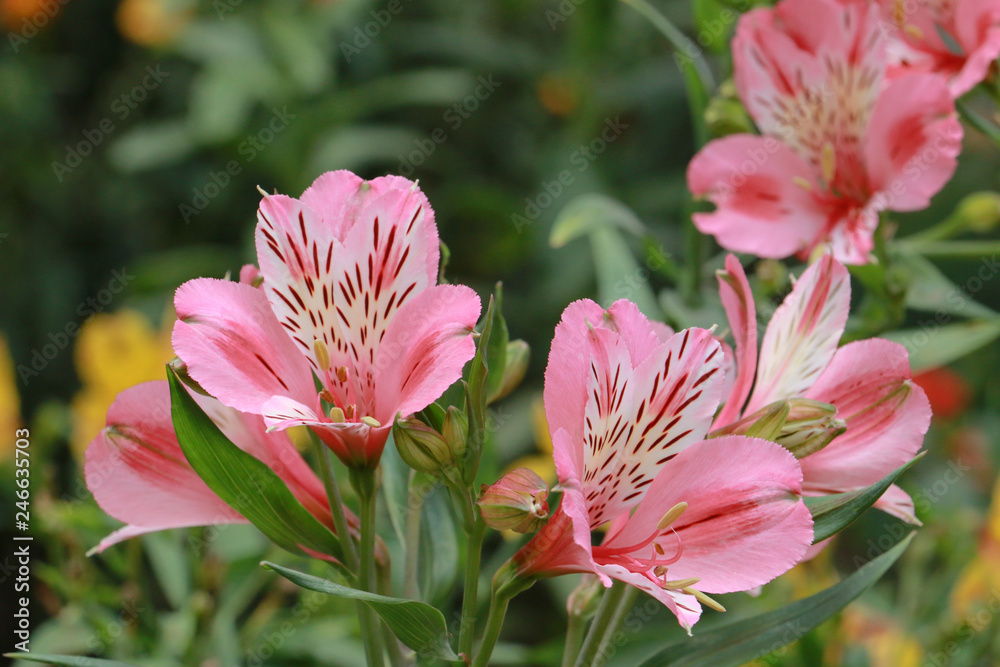 beautiful pink flowers beautiful pink flowers
