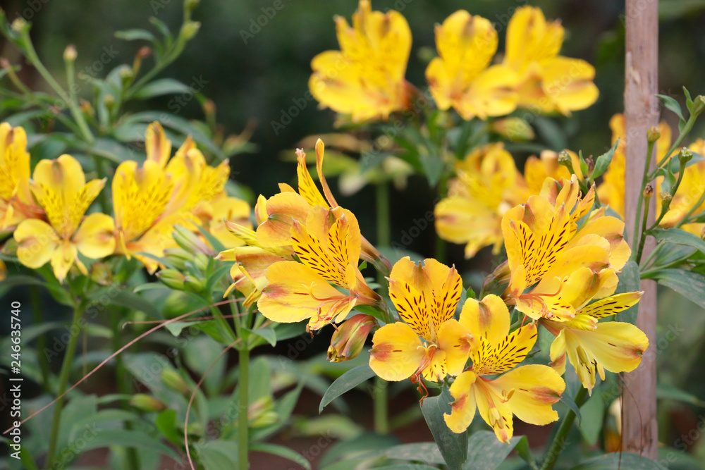 plants with yellow flowers plants with yellow flowers