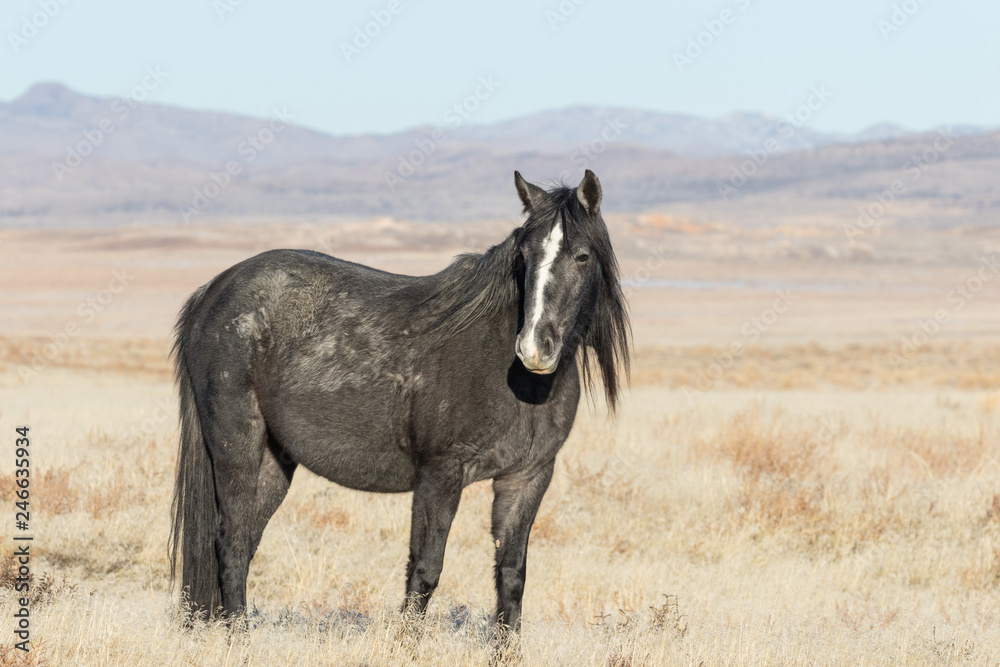 Majestic Wild Horse in Winter Majestic Wild Horse in Winter