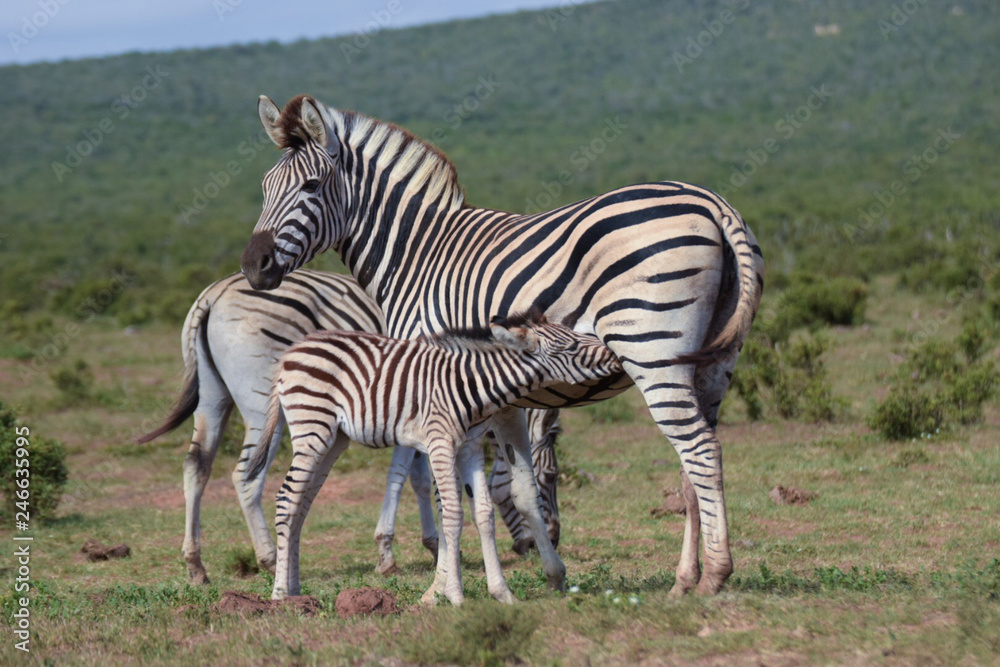 Naklejka premium zebra