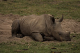 Rhino in South africa