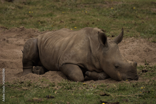 Rhino in South africa