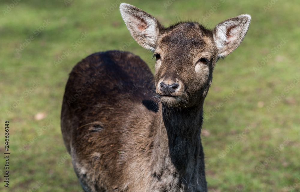 Fototapeta premium Wildpark Tiere