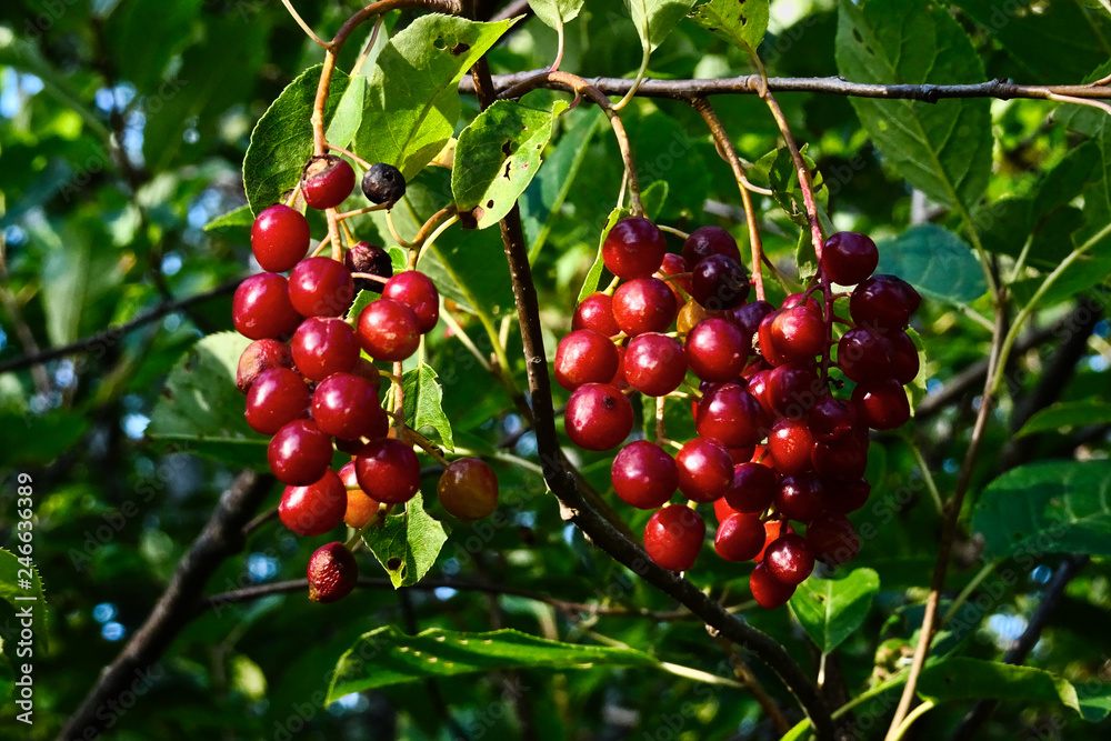 Wild Cherry Clusters Wild Cherry Clusters