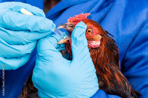 Female veterinarian in blue gloves and uniform makes injection of chickens, vaccination, chicken flu. Medicinal for chicken, vitamins.