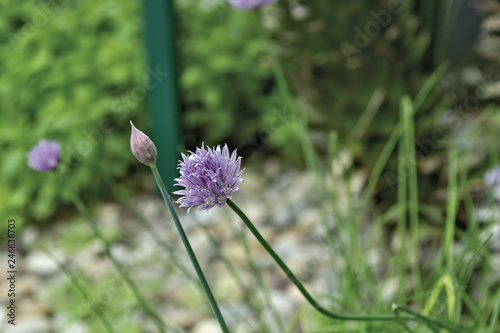 erba cipollina in fiore photo