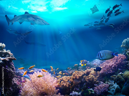 Fototapeta Naklejka Na Ścianę i Meble -  Underwater view of the coral reef. Life in the ocean.