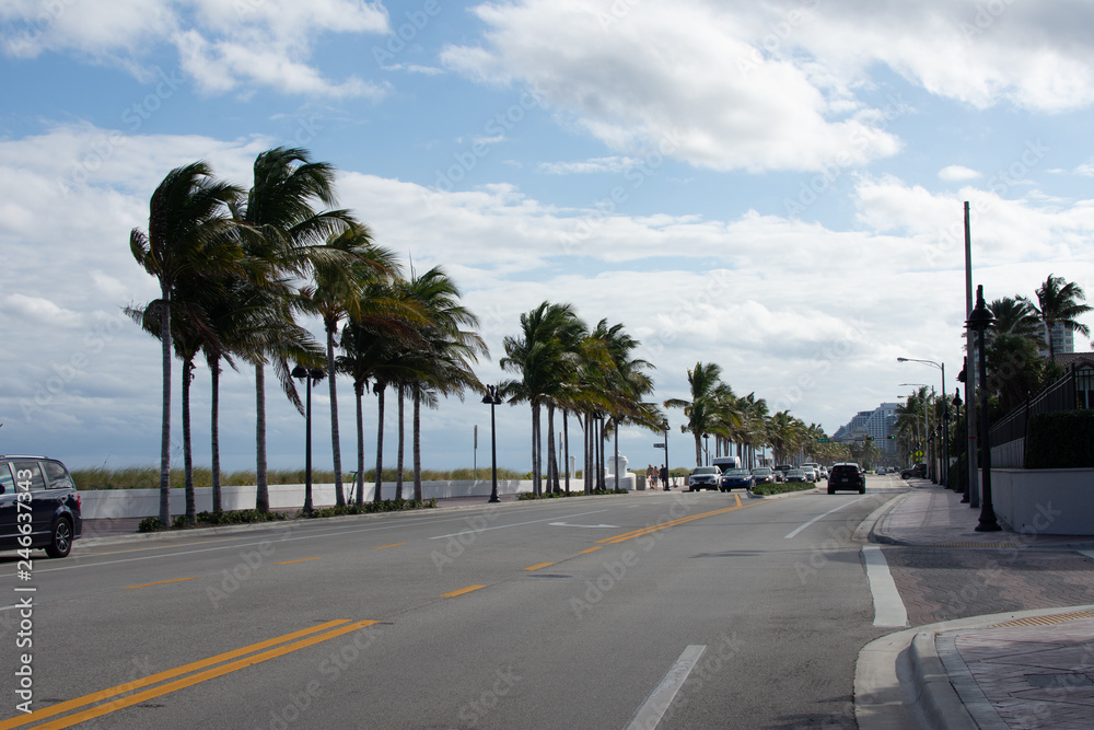 view of a road flanked by palm trees on a sunny day by the beach in Florida