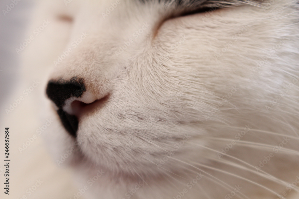 Sleeping white cat with focus on his snout. Sleeping white cat with focus on his snout.