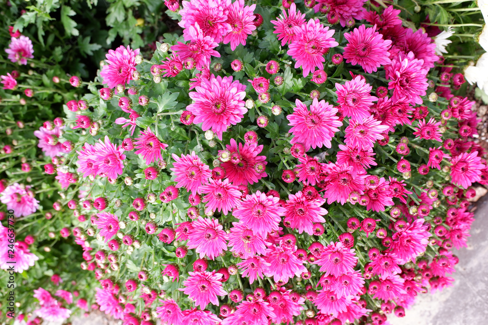 chrysanthèmes en pot chrysanthèmes en pot