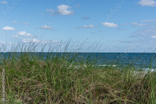 view of the blue ocean from behind a tuft of grass on the beach blowing in the wind on a sunny summer day