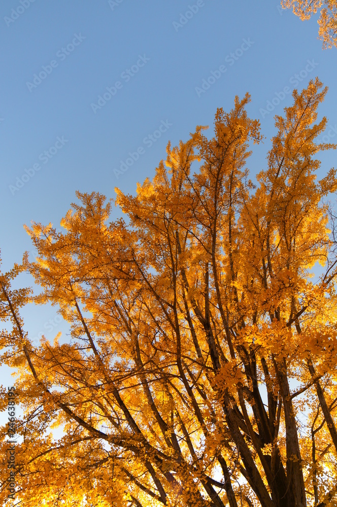 Fototapeta premium 紅葉 欅 黄色 快晴 青空 木々