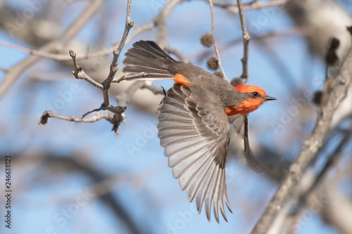 Close up photograph of a Red Vermilion Flycatcher bird in flight © Janice