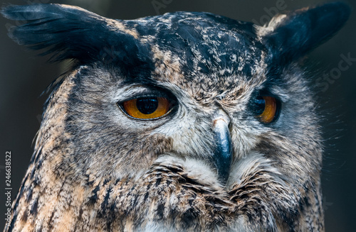 Wildpark Tiere