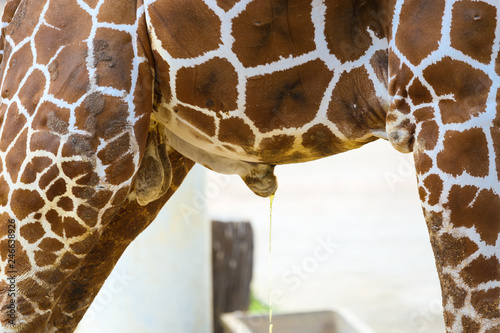 A giraffe urinates on the plain. 